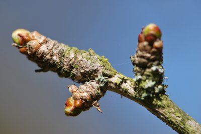 Ginkgo biloba 'Pendula' - jinan dvoulaločný - pupeny
